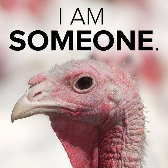 Meet your Posher, Steven anthony - Picture 1 of 1